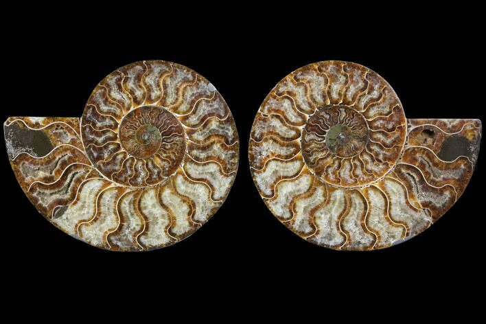 Cut & Polished Ammonite Fossil - Agatized #91181